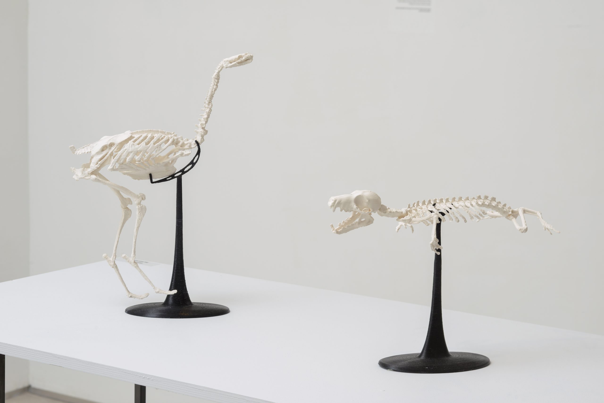 The Missing Link | Ofir Zmudjak