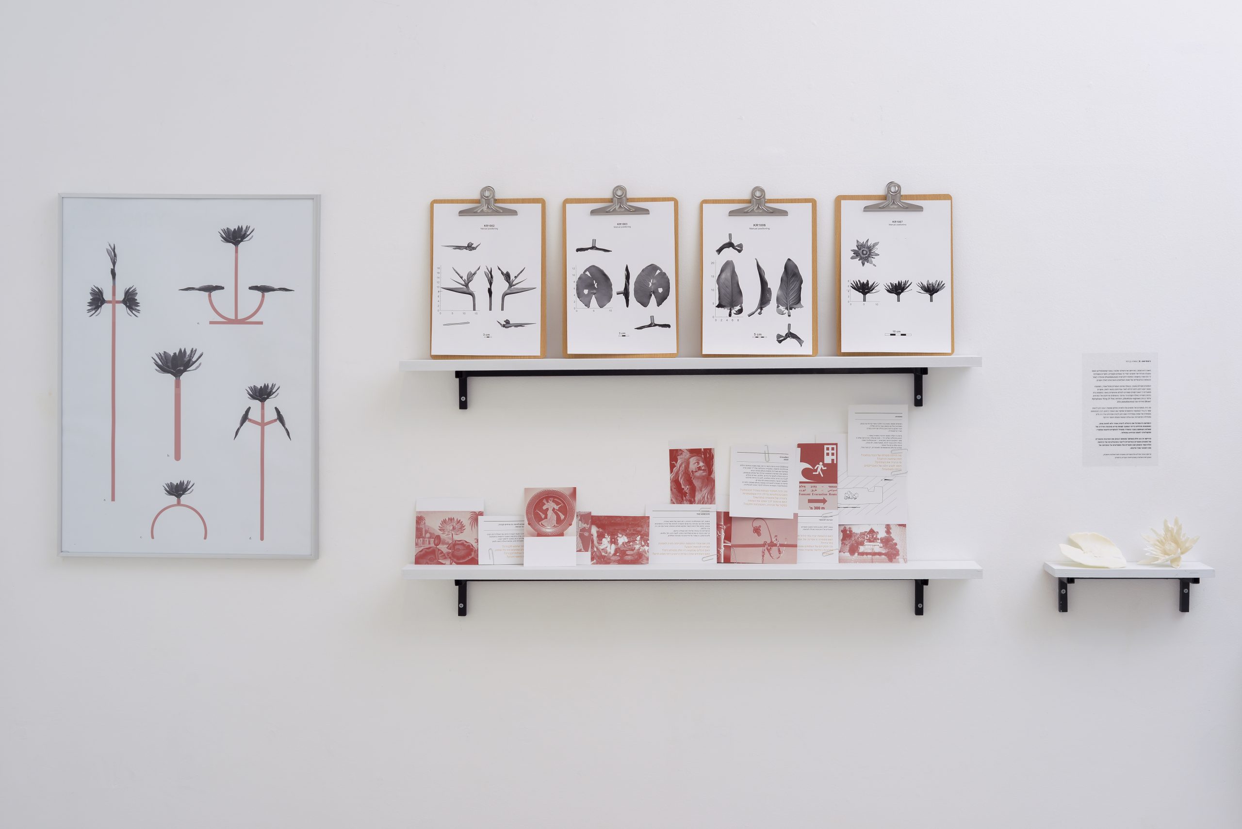 Nymphea-X | Maya Ben David